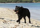 LABRADOR 593